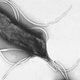 Image for article titled 5 Creatures That Have Evolved Into Badass Biological Machines